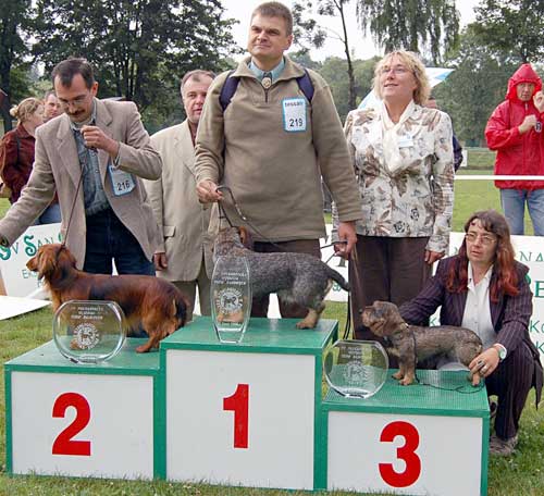 Jamnik szorstkowosy króliczy - VIVA ZABAJKA FCI