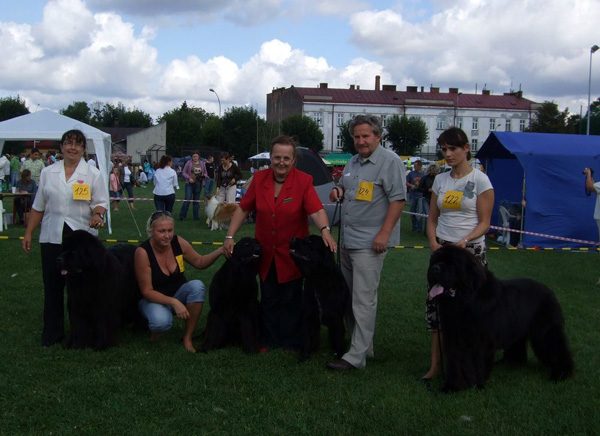 Nowofundlandy Przemyśl 2009 , od lewej : Jawa, Elektra Star Prize Angel Eternity, Elza z Filmowej Krainy , pani Magdalena Kozłowska oraz Xerius Dyskusja.