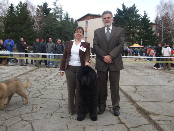 Bitola CACIB 2009 - nowofundlandy oceniał pan Nenad Davidović
