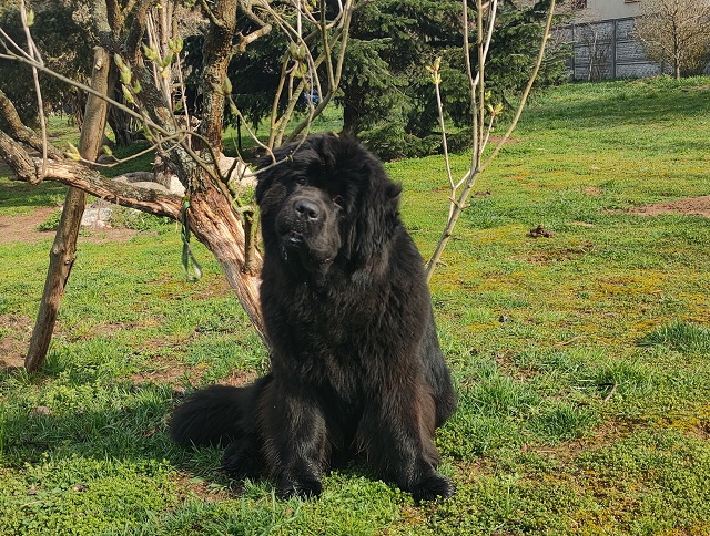 newfoundland