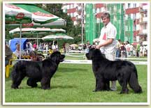 Krajowa Wystawa Psów Rasowych Rzeszów 2007