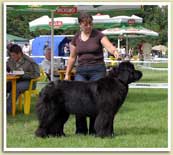 Krajowa Wystawa Psów Rasowych Rzeszów 2007