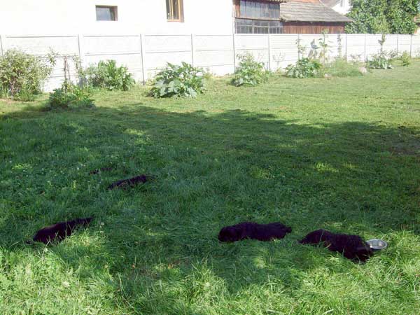 szczeniaki nowofundlanda na trawie
